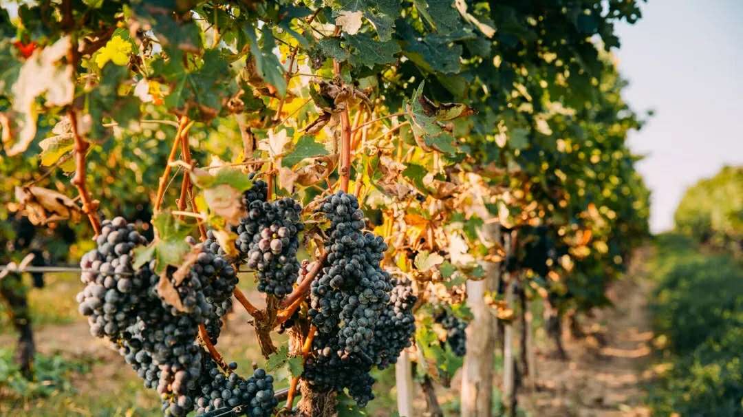 16002385593257501878.jpg 2dae5689-f9ad-47e6-bd6c-8a6cfa1aa98c.jpg